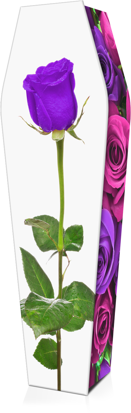 Expression Cofins - Rosa Roja Fondo Blanco (1037x1549)