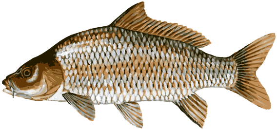 Great Clip Art Of Freshwater Fish - Common Carp (640x317)