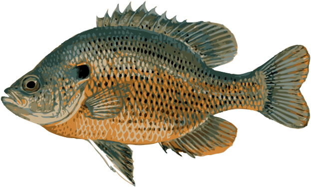 Great Clip Art Of Freshwater Fish - Bluegill Fish (639x467)