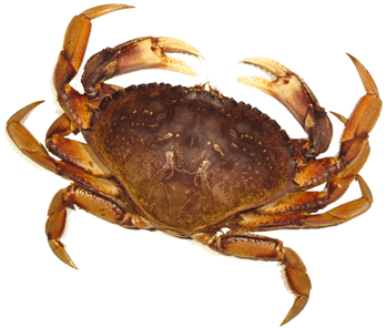 Pin Crab Clipart No Background - Fish Nandu Images Hd Png (400x400)