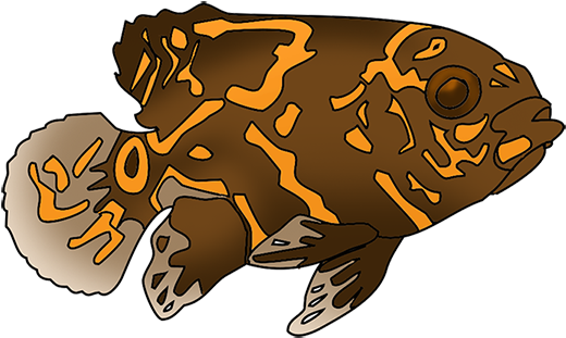 Very Spotted Fish Drawing - Clip Art (532x347)
