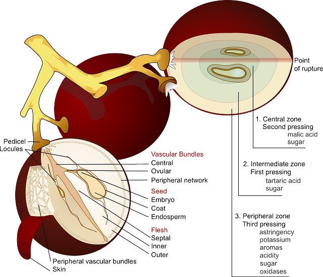 The Anatomy Of A Grape - Partes De La Uva (640x550)