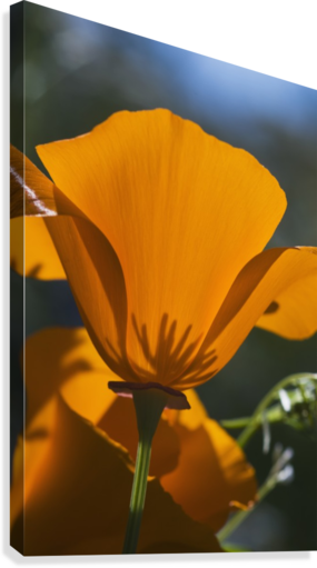 California Poppies Bloom In A Garden - California Poppies (eschscholzia Californica) Bloom (285x511)
