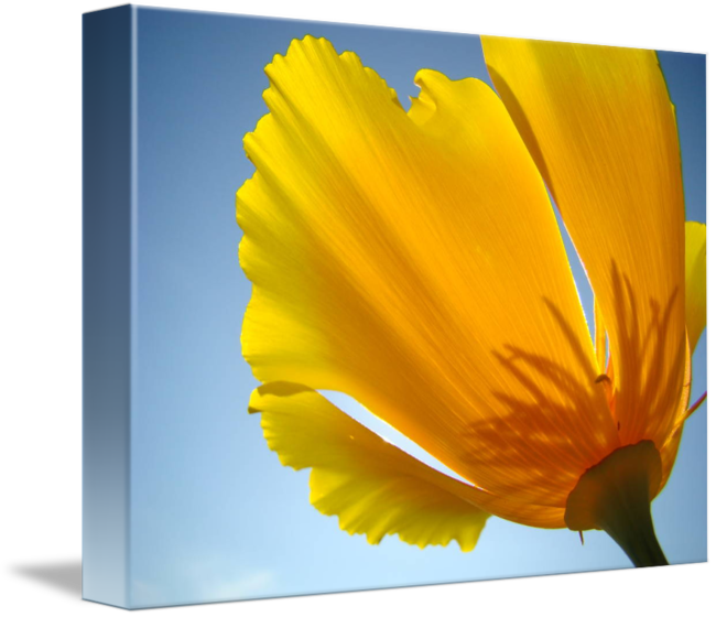 Poppy Flowers 13 Summer Garden Art Prints Cards By - Gallery-wrapped Canvas Art Print 15 X 11 Entitled Poppy (650x560)