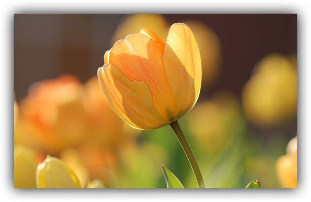 10 Bit - Audrey Hepburn Garden Quote (613x398)
