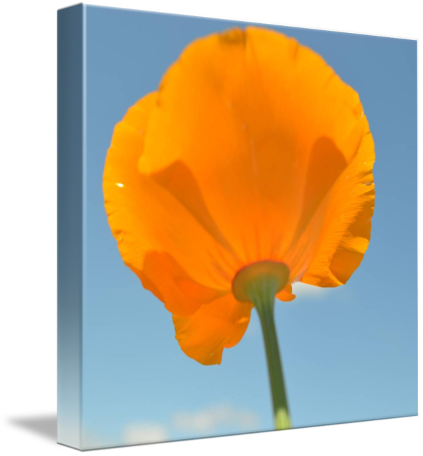 Eschscholzia Californica (604x650)