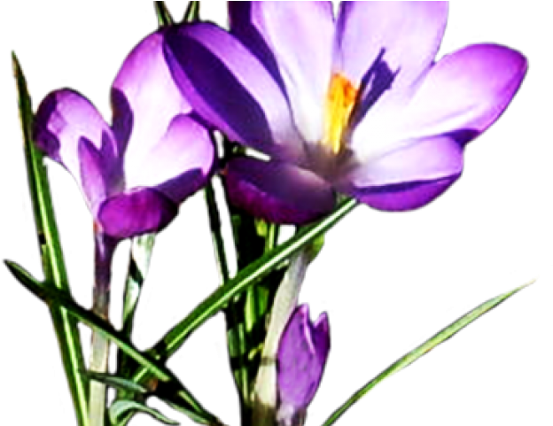 Purple Flower Clipart Crocus - Purple Spring Flowers Clipart (640x480)