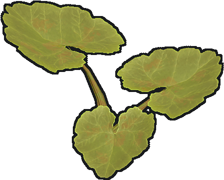 Plants Clipart Pumkin - Wiki (512x512)