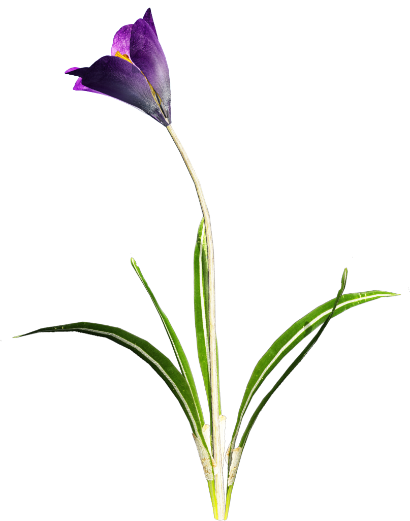 Crocus Png Hd - Portable Network Graphics (847x1199)