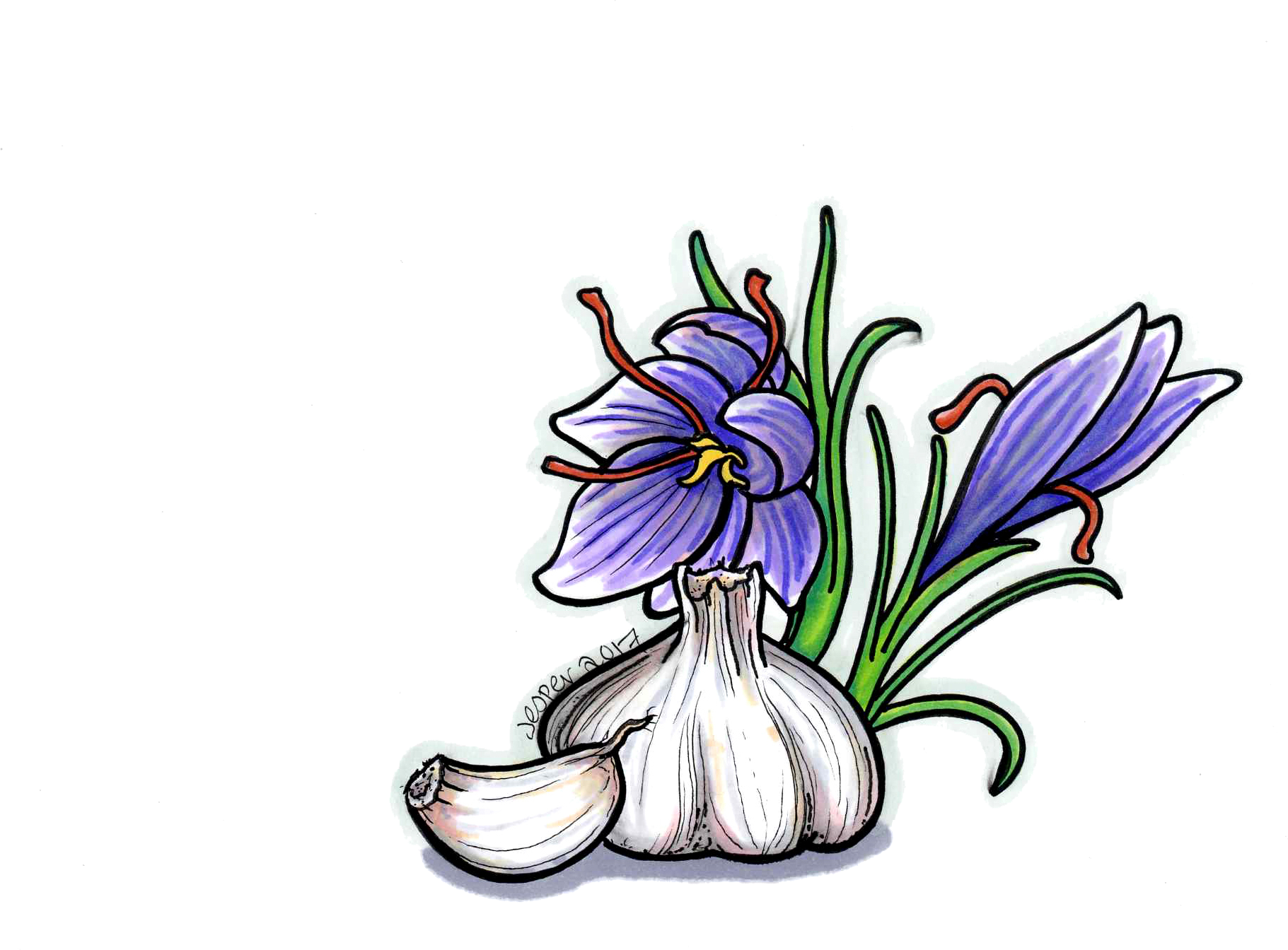 Saffron Crocus (1821x1344)