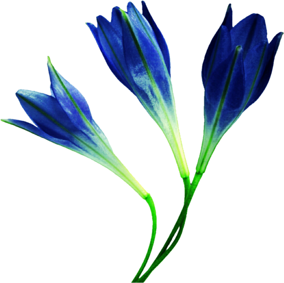 Blue Wildflowers By Jeanicebartzen27 - Blue (975x992)