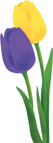Tulip - Tulip (246x600)