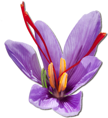 Purple Saffron Flower - Png Saffron Flower (400x400)
