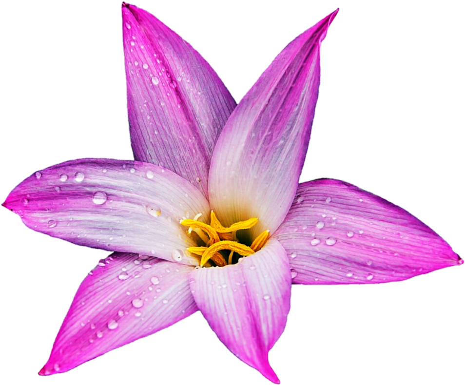 Pink Panther Lily By Jeanicebartzen27 - Lily (978x817)
