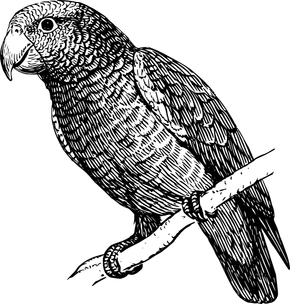 Original Png Clip Art File Perched Parrot Drawing Svg - Parrot Black And White (975x1024)