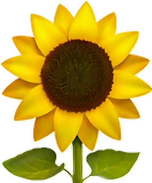 Sunflower Emoji Flower Sun Freeedit Iphone Cute - Sunflower Emoji Png (528x636)