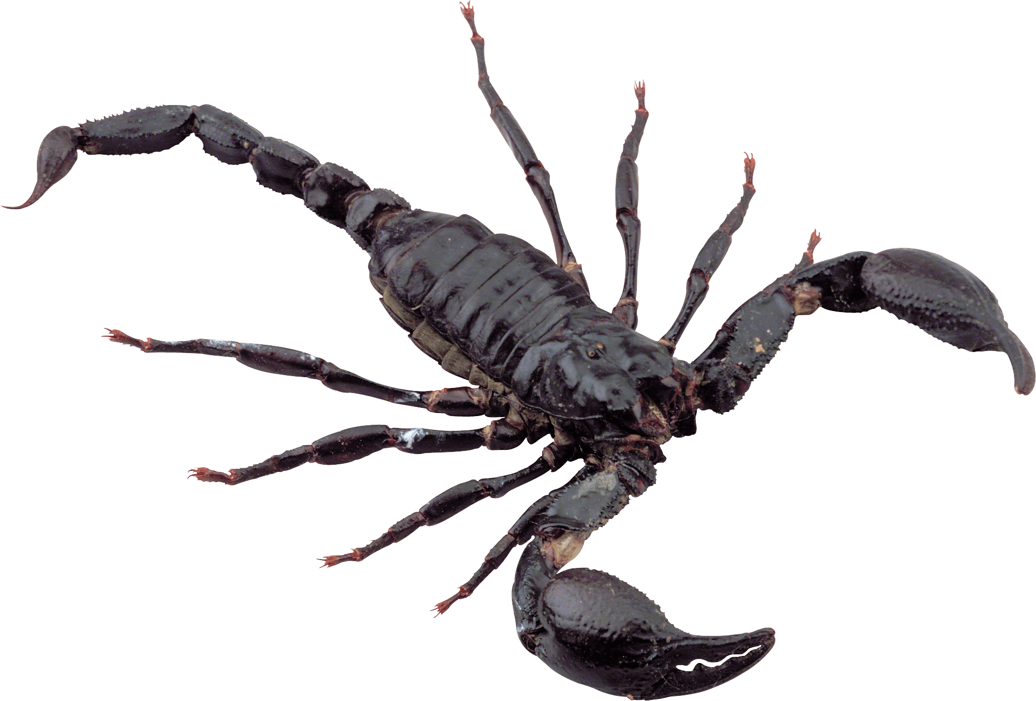 Scorpion Clipart Transparent - Scorpion Png (2022x1368)