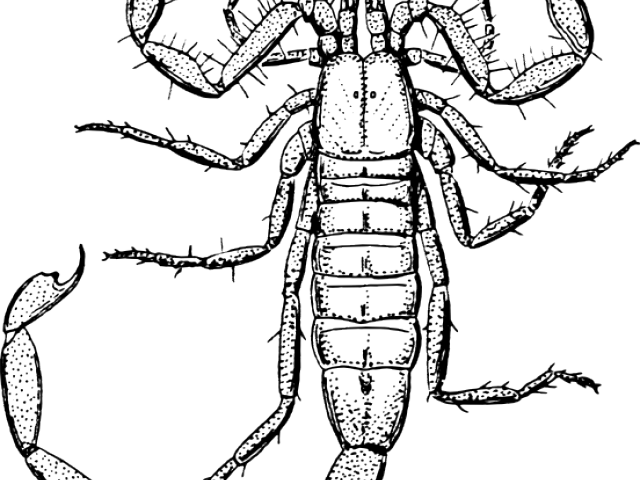Scorpion Clipart Black And White - Scorpion Drawing (640x480)