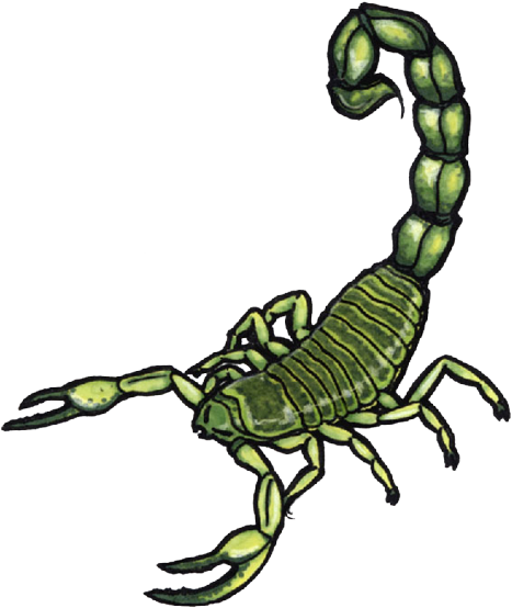 Scorpion Tattoos Clipart Tail - Scorpion (500x596)