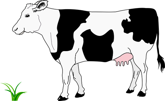 Black Blanche Cow Grass Noire White Cow Co - Worksheet For Color Red (557x340)
