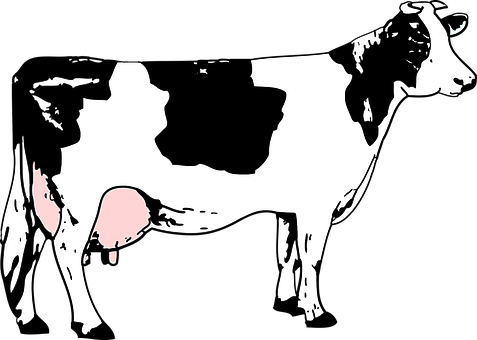 Black Blanche Cow Grass Noire White Cow Co - Cow Image Black And White (477x340)
