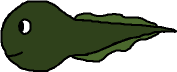 Tadpole Clip Art (482x281)