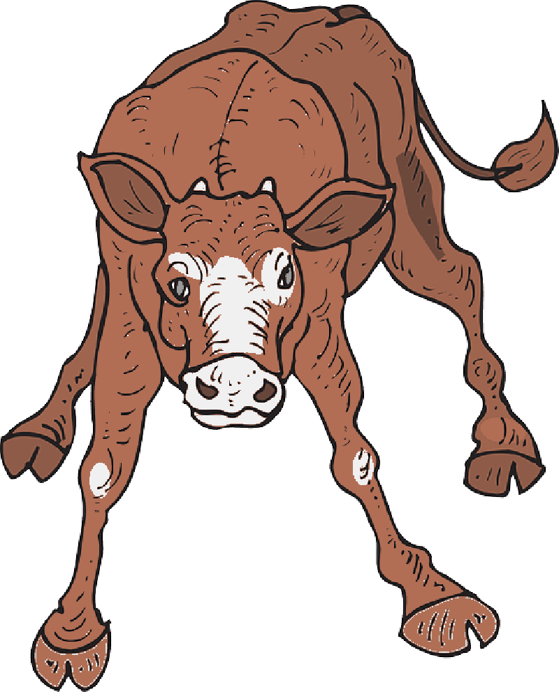 Baby, Farm, Standing, Wobbly, Animal, Calf - Clipart Calf (800x990)