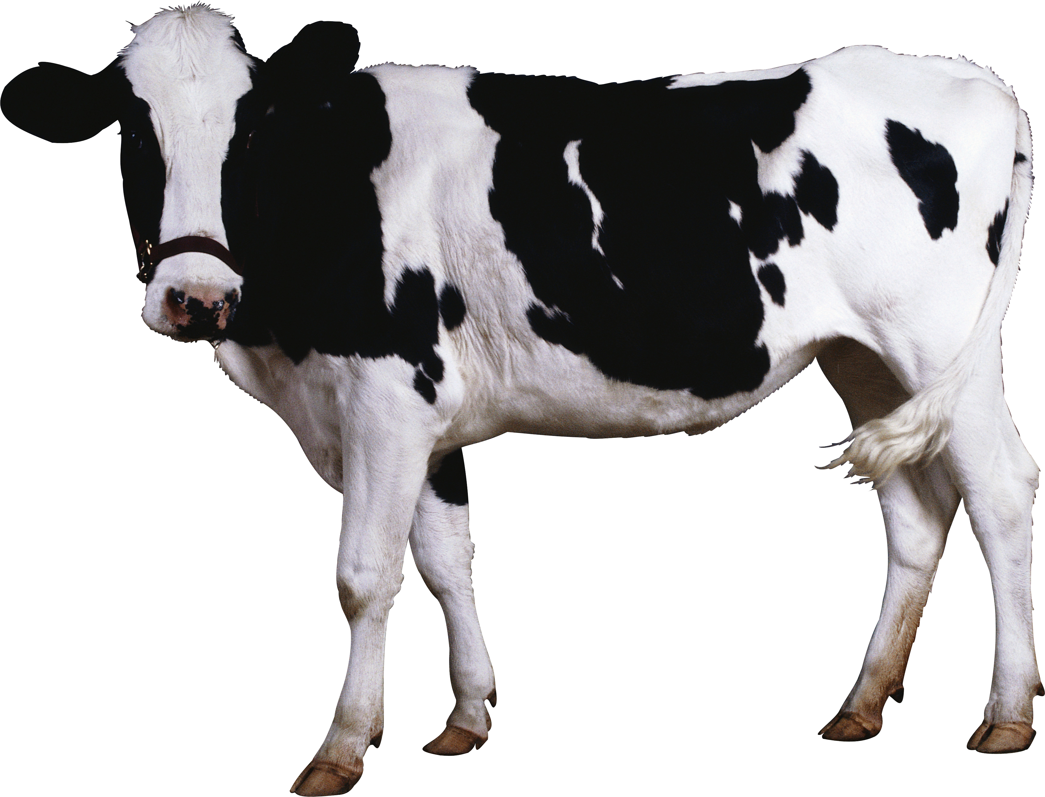 Cattle Calf Clip Art - Cow Transparent (3446x2629)
