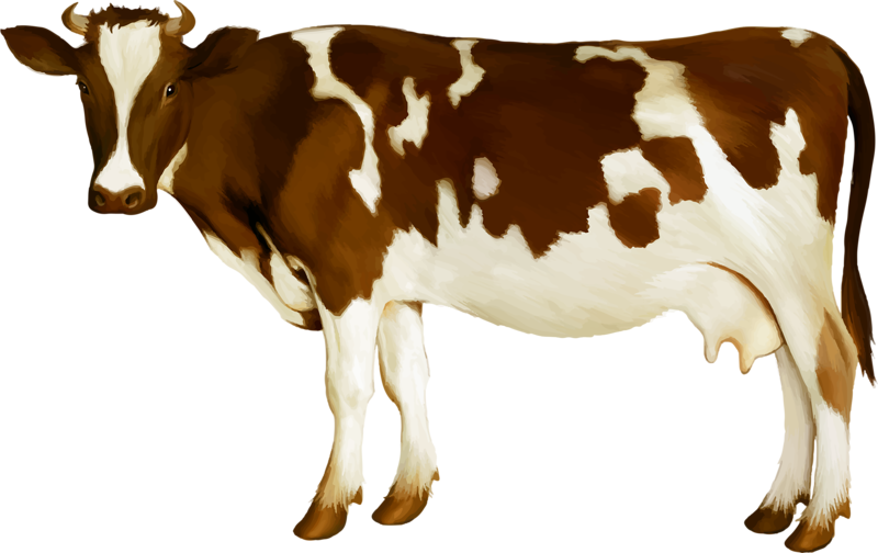 Simmental Cattle Milk Dairy Cattle Calf - Cow Png (800x504)