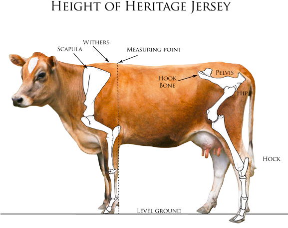 Heritage Jersey Organization Gt Measuring Your Jersey - Dairy Cow (576x471)