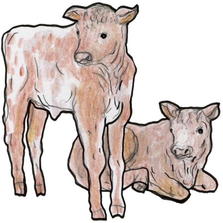 #104 - Calf (454x450)