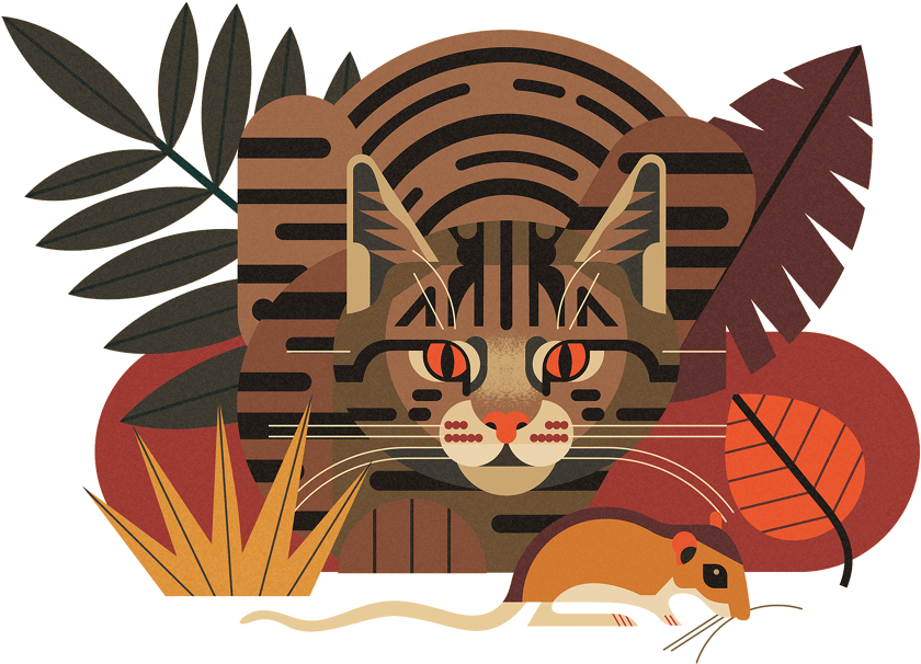 Crazy About Cats - Davey Owen (1000x643)