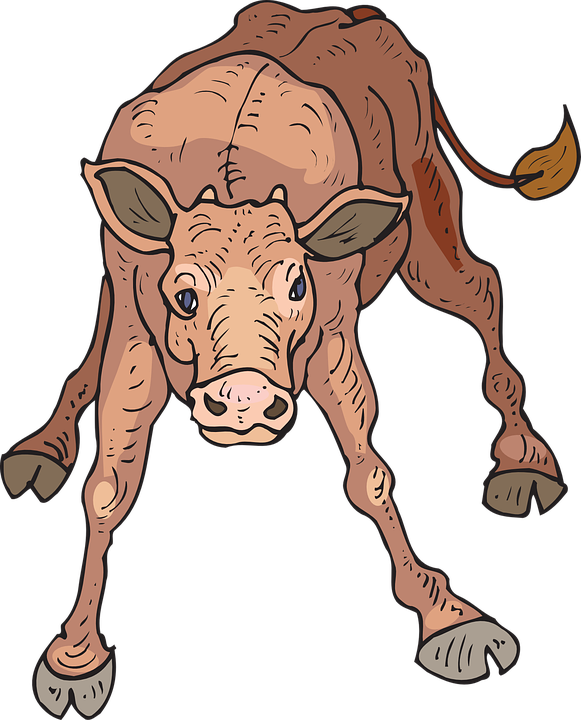 Collection Of Baby Cow Clipart - Clipart Calf (581x720)