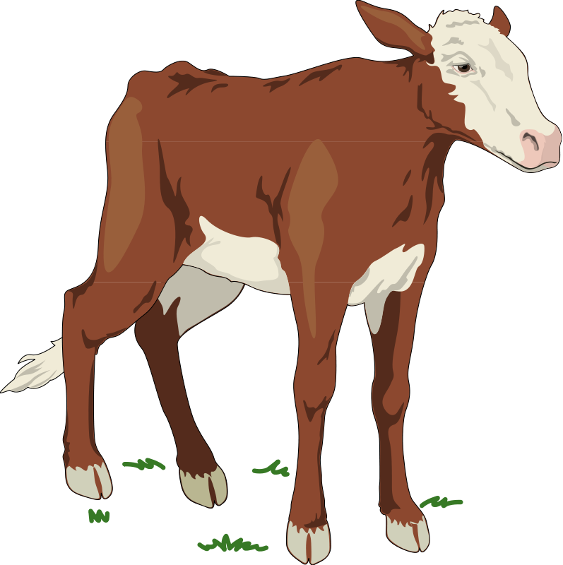 Cow 2 Free Vector - Calf Of A Cow Clipart (797x800)