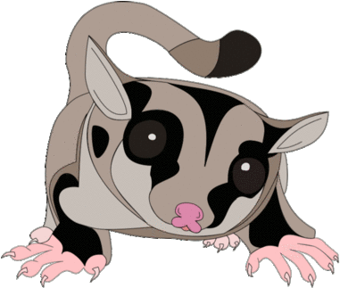 Sugar Glider Clipart Cartoon - Sugar Glider Gif Transparent (400x566)