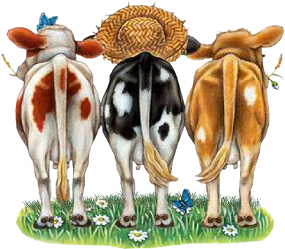 Cows' Butts - Vache Yeux Bandés Dessin (434x434)