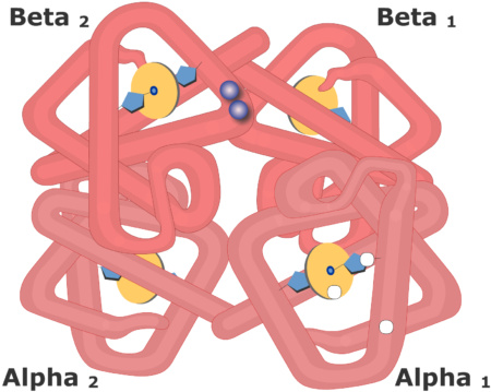 This Change In Shape Makes It Easier For Additional - Hemoglobin Molecule (719x550)