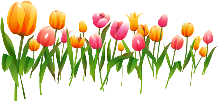 Multicolor Tulips - Frame Spring (770x358)