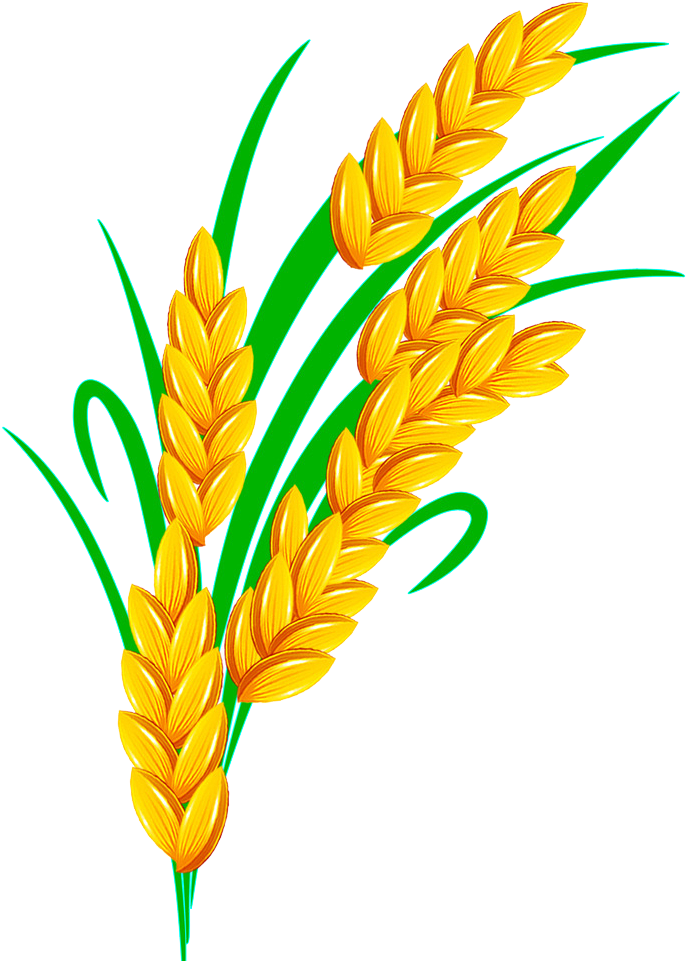 Rice Euclidean Vector - Rice Grain Vector Transparent (717x1024)