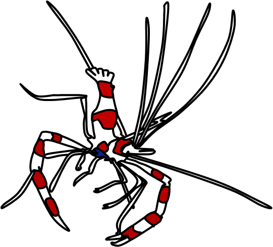 Cartoon Shrimp - Cartoon Shrimp (541x489)