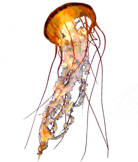 Pin Microphone Clip Art Transparent Background - Png Jelly Fish (800x800)