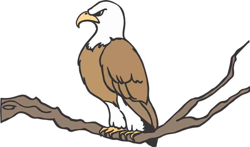 Martes, 22 De Marzo De - Cartoon Picture Of A Eagle (800x470)
