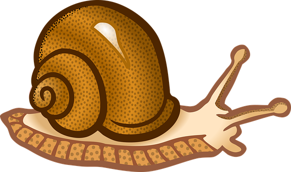 Animal Molluscs Snail Snail Snail Snail Sn - Snail Cliparts (575x340)