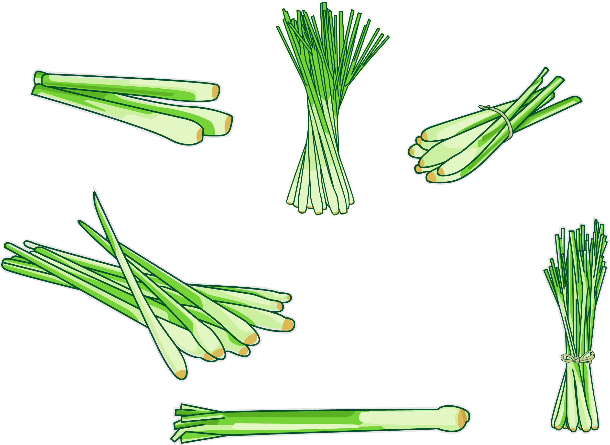Cymbopogon Citratus Allium Fistulosum Illustration - Lemon Thai Vector Png (2496x1823)