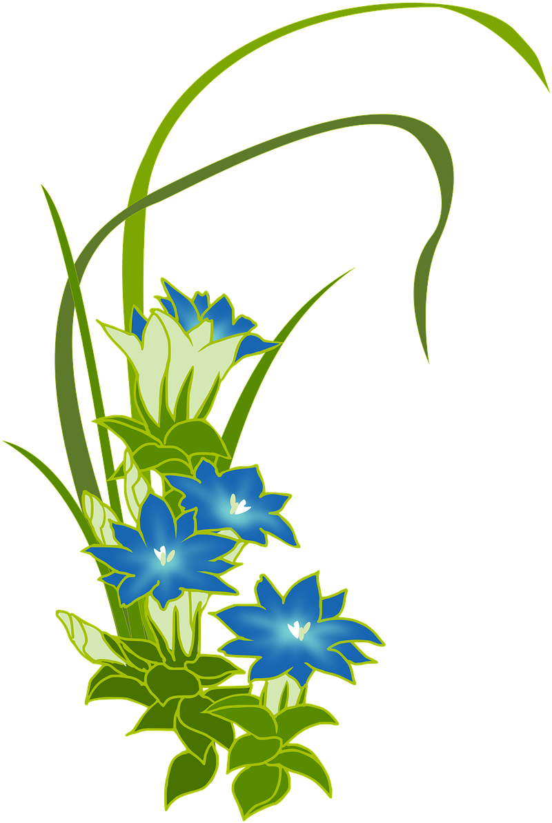 Gentian Wild Grass Blue Flowers Png Image - Alpenblumen Png (874x1280)