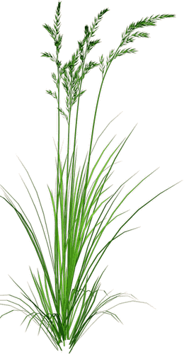 Beach Grass Clipart - Beach Grass Clip Art (260x500)