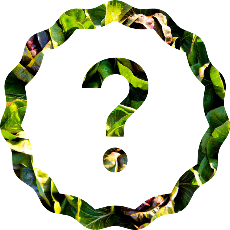 Gratitude Lab Louie Schwartzberg - Gratitude (1000x1000)