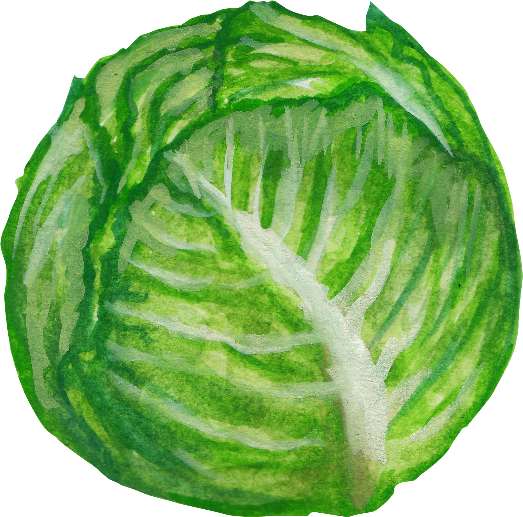 Savoy Cabbage Vegetable Illustration - Savoy Cabbage (2300x2000)