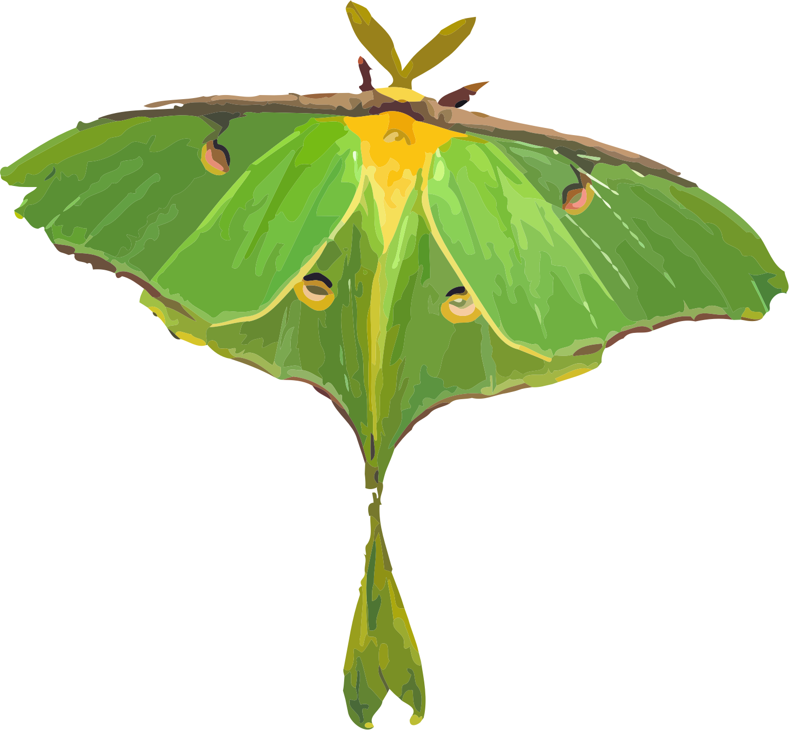 Moth Illustration - Luna Moth Clipart (1536x1421)