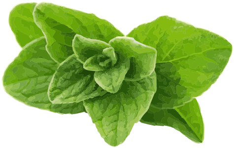 Oregano Herb Illustration Transparent Png - Herb (512x512)